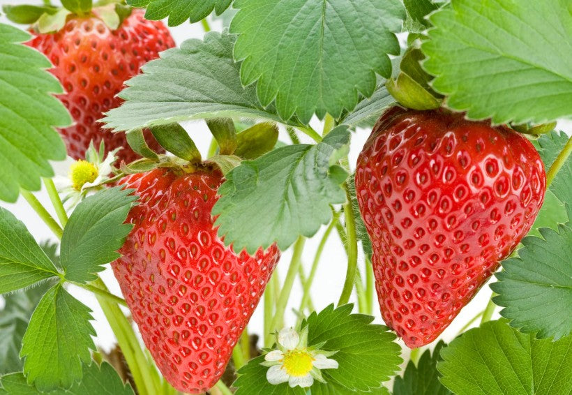 Fruits and Berries avail as of 5/5/2025